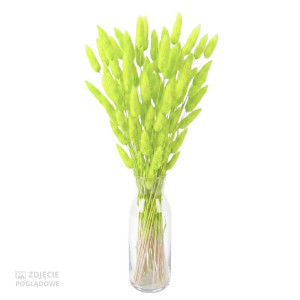 50G dmuszek - lagurus wys:60-70cm