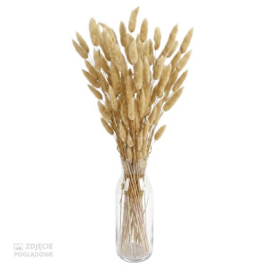 50G dmuszek - lagurus wys:60-70cm