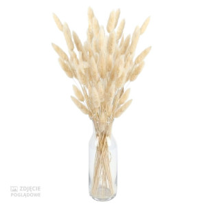 50G dmuszek - lagurus wys:60-70cm