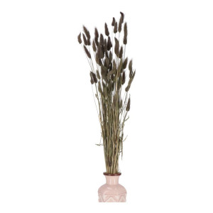 50G dmuszek - lagurus wys:60-70cm