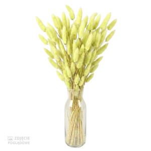 50G dmuszek - lagurus wys:60-70cm