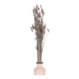 50G dmuszek - lagurus wys:60-70cm