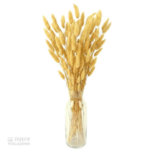 50G dmuszek - lagurus wys:60-70cm