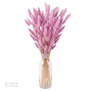 50G dmuszek - lagurus wys:60-70cm