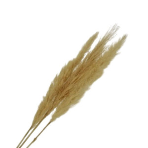 3szt trawy pampasowe farbowana wys:115cm