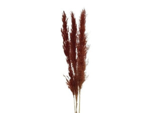 3szt trawy pampasowe farbowana wys:115cm