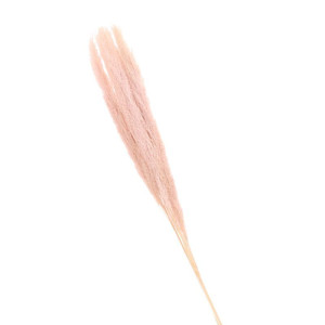 3szt trawy pampasowe farbowana wys:115cm