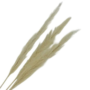 3szt trawy pampasowe farbowana wys:115cm