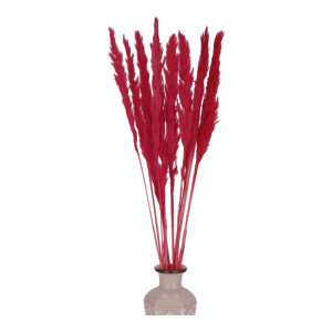 10szt trawy pampasowe Jaxx wys:70-75cm