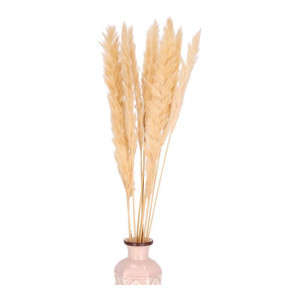 10szt trawy pampasowe Jaxx wys:70-75cm