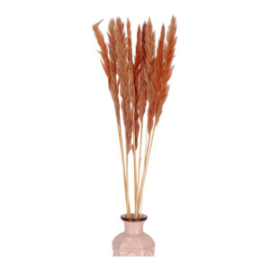10szt trawy pampasowe Jaxx wys:70-75cm