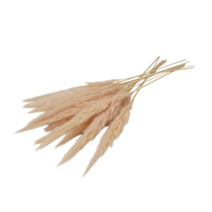 10szt trawy pampasowe Jaxx wys:70-75cm