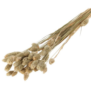 50G phalaris suszony wys:70-75cm