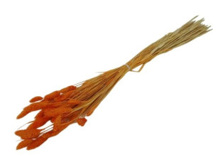 50G phalaris suszony wys:70-75cm