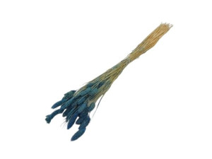 50G phalaris suszony wys:70-75cm