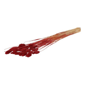 50G phalaris suszony wys:70-75cm