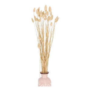 50G phalaris suszony wys:70-75cm