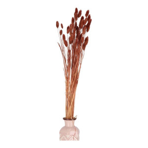 50G phalaris suszony wys:70-75cm