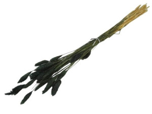 50G phalaris suszony wys:70-75cm