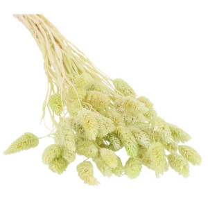 50G phalaris suszony wys:70-75cm