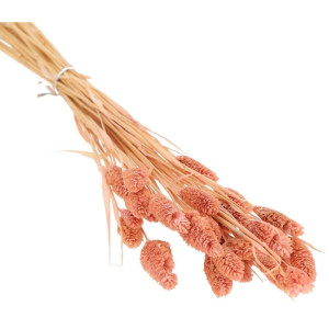50G phalaris suszony wys:70-75cm