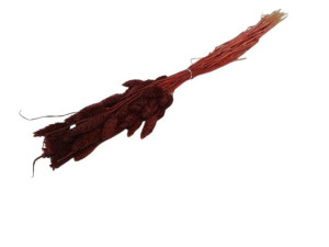 50G phalaris suszony wys:70-75cm