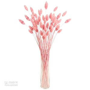 50G phalaris suszony wys:70-75cm