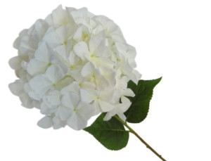 hortensje GIGANT na łodydze wys:95cm szer:30cm BIAŁE
