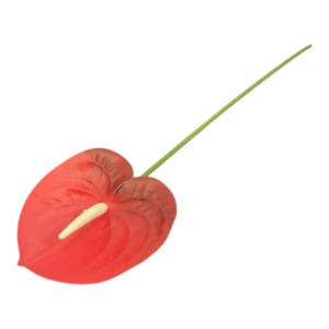 anturium na łodydze wys:60cm szer:12cm