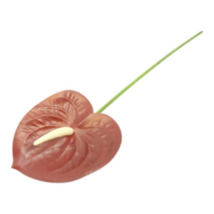 anturium na łodydze wys:60cm szer:12cm