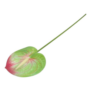 anturium na łodydze wys:60cm szer:12cm