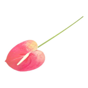 anturium na łodydze wys:60cm szer:12cm