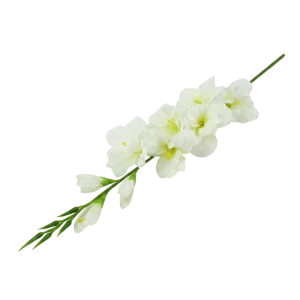 mieczyki na łodydze wys:76cm