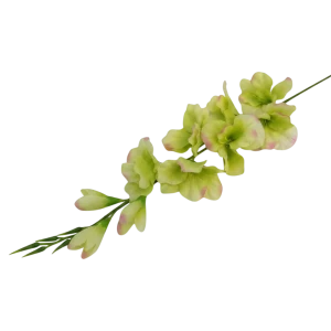 mieczyki na łodydze wys:76cm