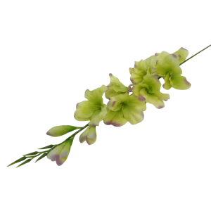 mieczyki na łodydze wys:76cm