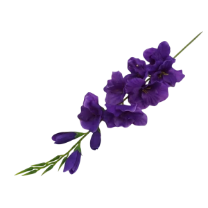 mieczyki na łodydze wys:76cm