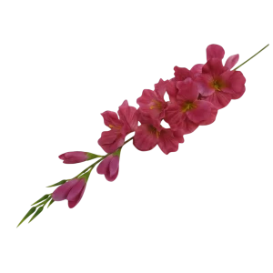 mieczyki na łodydze wys:76cm