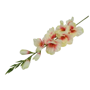 mieczyki na łodydze wys:76cm