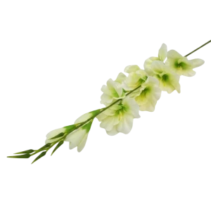 mieczyki na łodydze wys:76cm