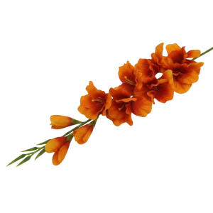 mieczyki na łodydze wys:76cm