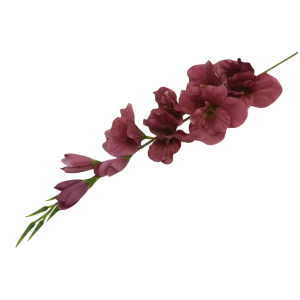 mieczyki na łodydze wys:76cm
