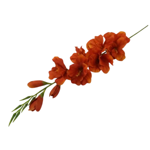 mieczyki na łodydze wys:76cm