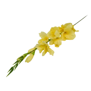 mieczyki na łodydze wys:76cm
