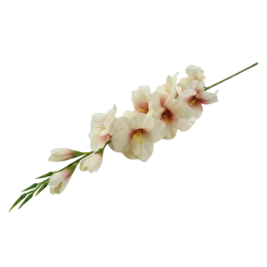 mieczyki na łodydze wys:76cm