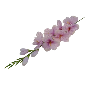 mieczyki na łodydze wys:76cm
