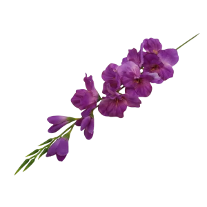 mieczyki na łodydze wys:76cm