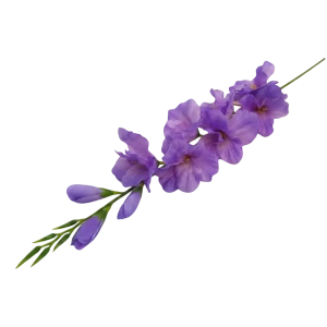 mieczyki na łodydze wys:76cm