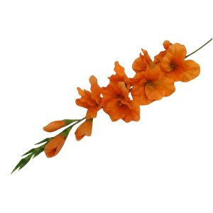 mieczyki na łodydze wys:76cm