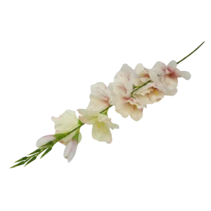 mieczyki na łodydze wys:76cm