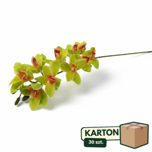 30szt storczyk cymbidium wys:78cm szer:15cm